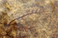 Polypleurum elongatum (Gardner) J.B.Hall